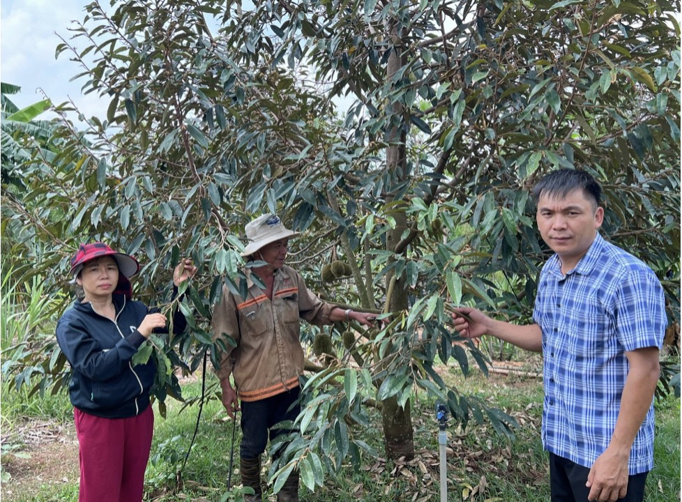Người dân trên địa bàn thị trấn Quảng Phú tiếp cận và sử dụng tốt ngồn vốn Ngân hàng chính sách xã hội huyện Cư M’gar để phát triển sản xuất, nâng cao thu nhập, xóa đói giảm nghèo và từng bước vươn lên trong cuộc sống