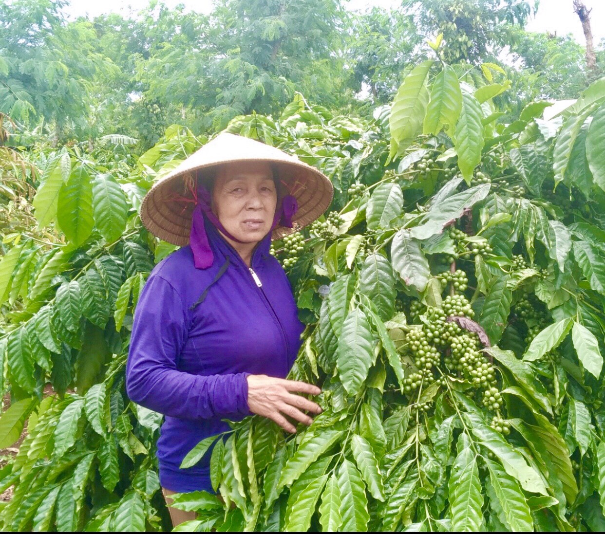 Hội Nông dân thị trấn Quảng Phú đã tích cực triển khai  đồng bộ các giải pháp, gắn với củng cố, nâng cao chất lượng  hoạt động của các Tổ tiết kiệm và vay vốn