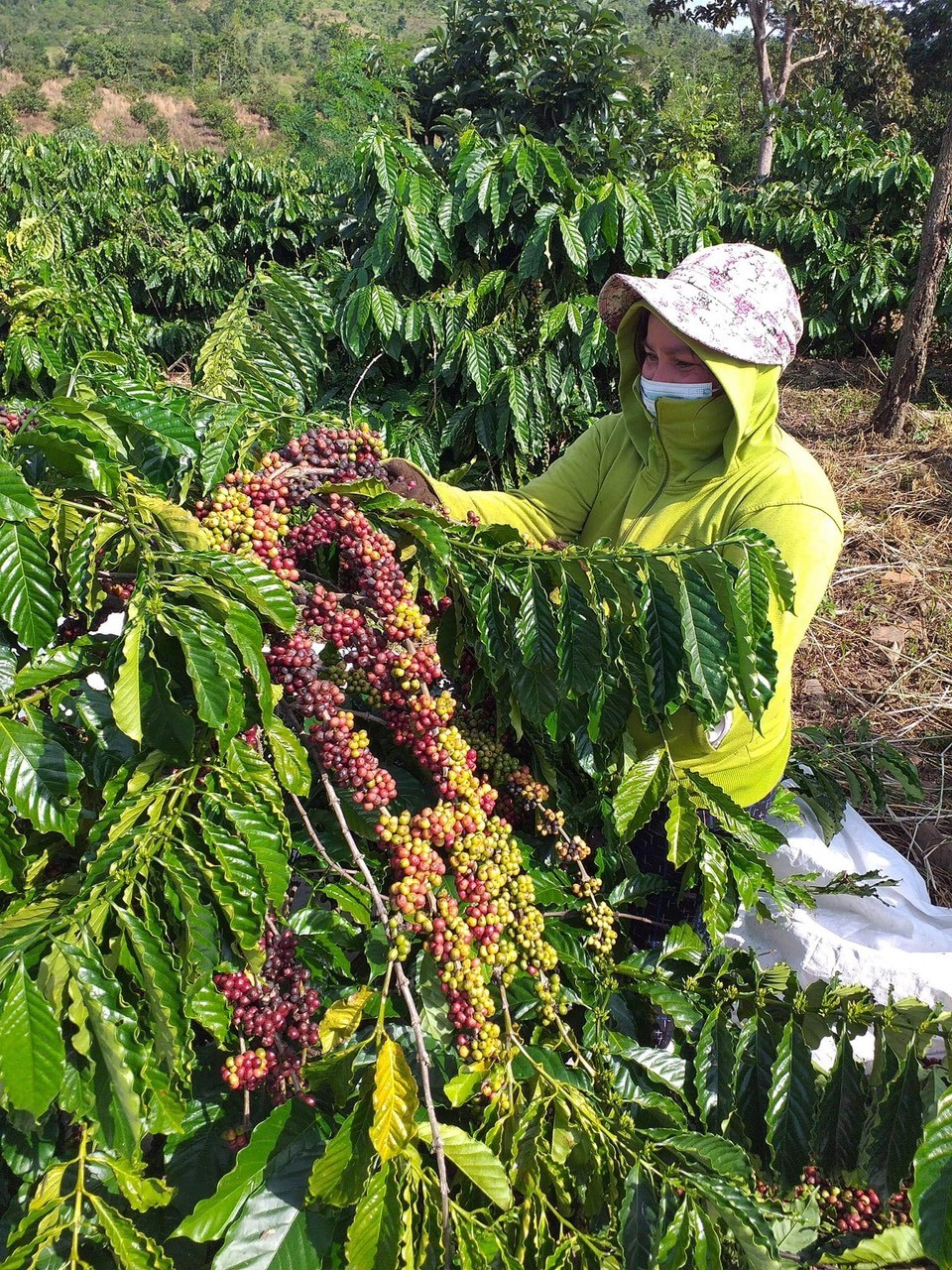 Hiệu quả từ nguồn vốn cho vay giải quyết việc làm ngân hàng chính sách xã hội
