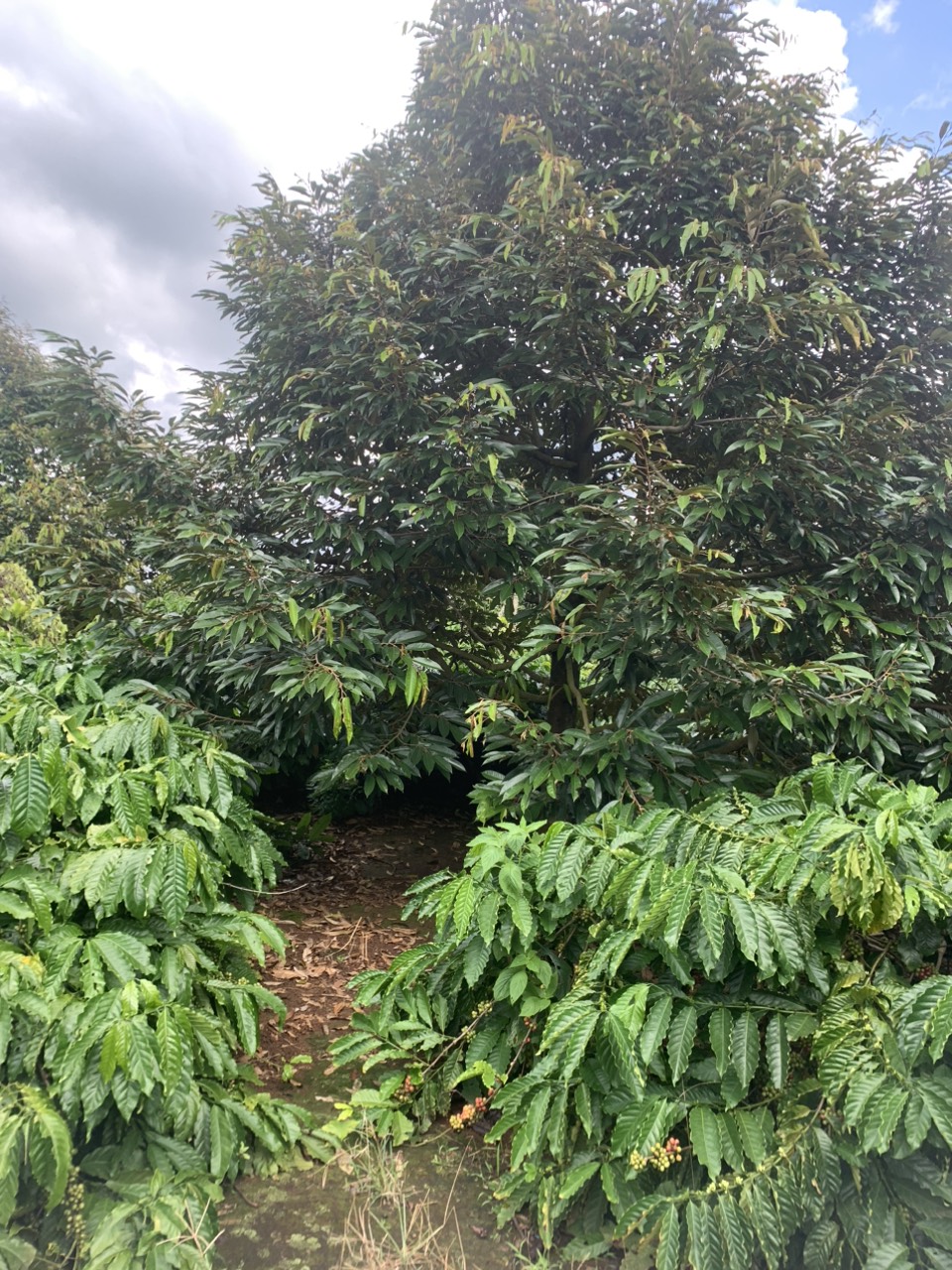 dc1250f2c5646e3a3775