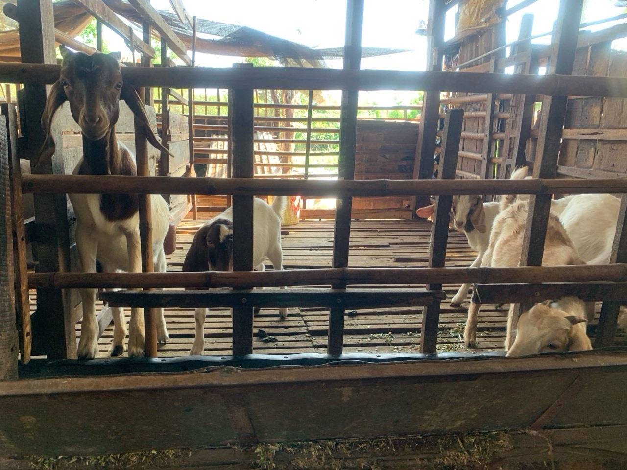 qưe1