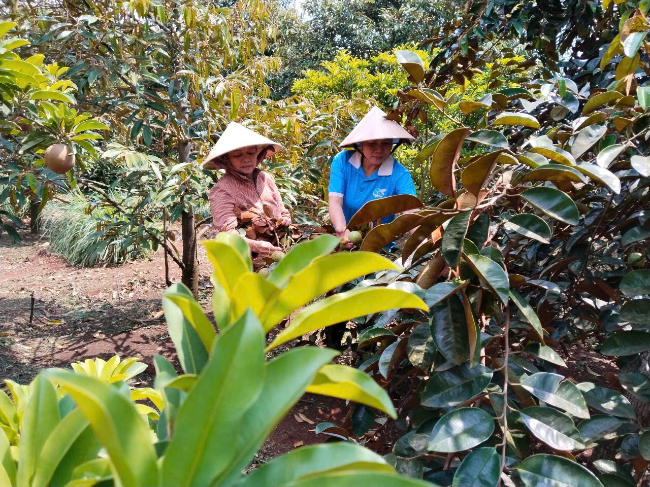 Hội Phụ nữ xã Cư Mgar, tỉnh Đăk Lăk phát huy tốt vai trò quản lý nguồn vốn Tín dụng chính sách trên địa bàn xã