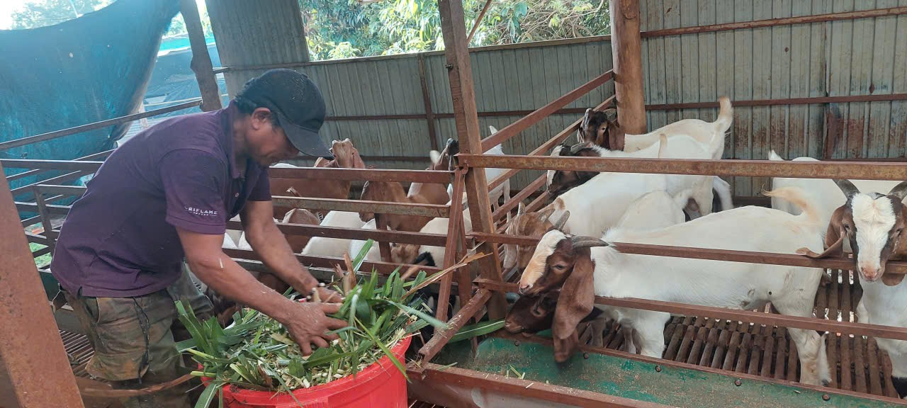 Nguồn vốn Ngân hàng Chính Sách- Góp phần phát triển địa phương