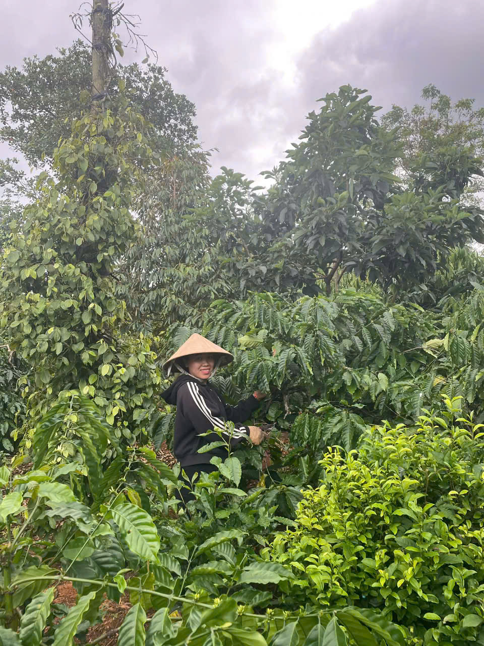 Phát huy hiệu quả nguồn vốn tín dụng chính sách xã hội – Đòn bẩy phát triển kinh tế nông thôn ở xã Cư M’gar, tỉnh Đắk Lắk