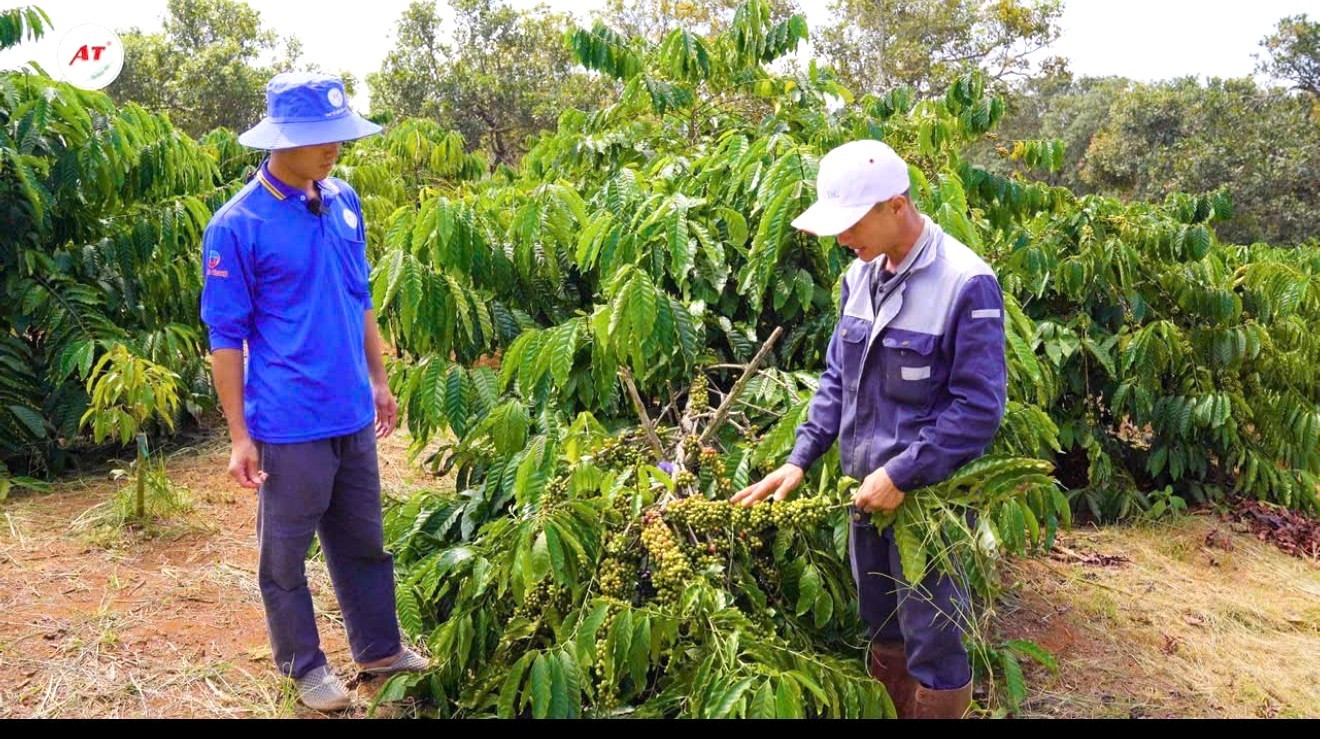 Gương điển hình trong việc chuyển đổi cơ cấu cây trồng từ nguồn vốn vay  Ngân hàng Chính sách xã hội tại buôn Ayun, xã Ea Kiết