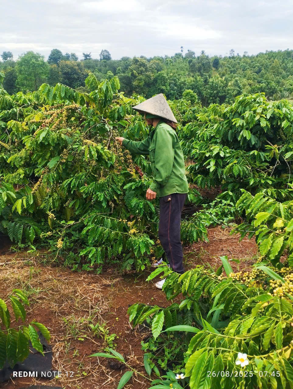 Đoàn thanh niên hỗ trợ người dân tiếp cận nguồn vốn Ngân hàng Chính sách để phát triển kinh tế vườn cà phê