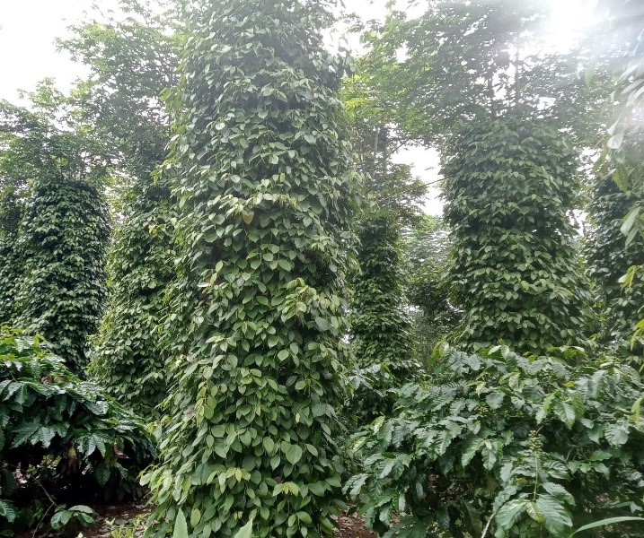 HIỆU QUẢ TỪ NGUỒN VỐN VAY GIẢI QUYẾT ĐỐI VỚI HỘI VIÊN NÔNG DÂN